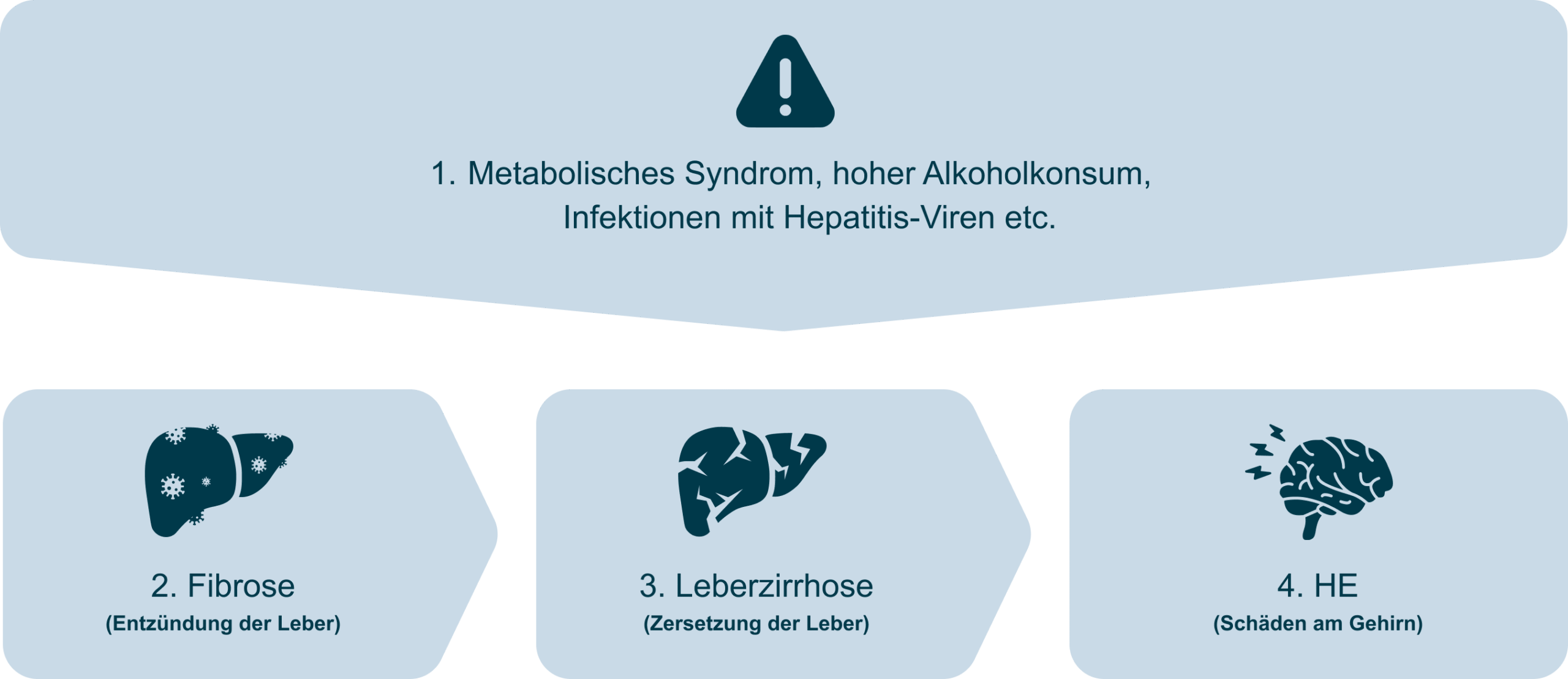 Entwicklung der hepatischen Enzephalopathie